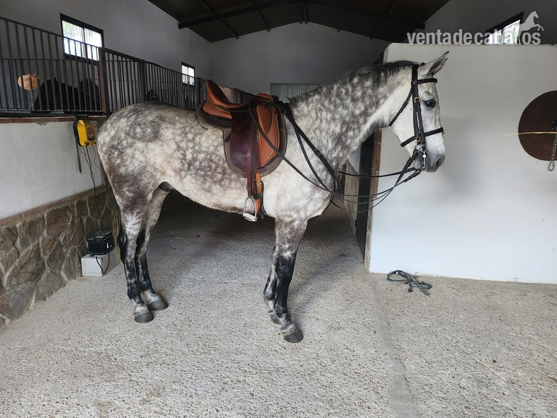 Caballo tres sangre in 