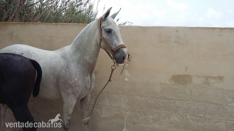 Yegua pallares  pura con su hierro in 