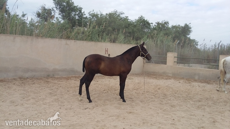 Yegua pallares  pura con su hierro