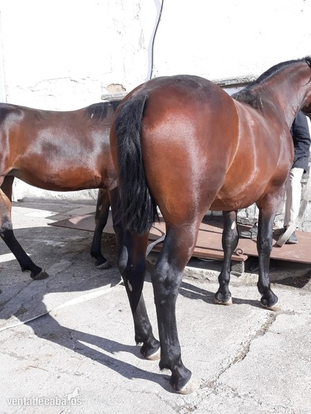 Frisón árabe {TYPE}