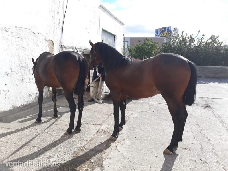 Potros Frisón árabe - se venden potros