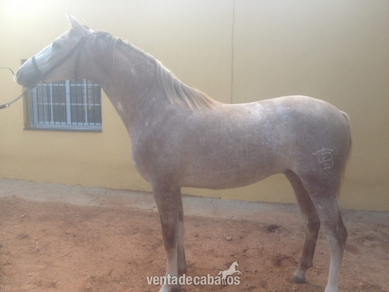 POTRO CERRADO EN PALLARES in 