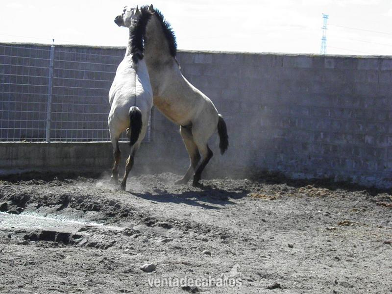 Caballos Pura Raza Española (P.R.E.) Pura Raza Española - PRINCIPAL AG (BAYO PRE)