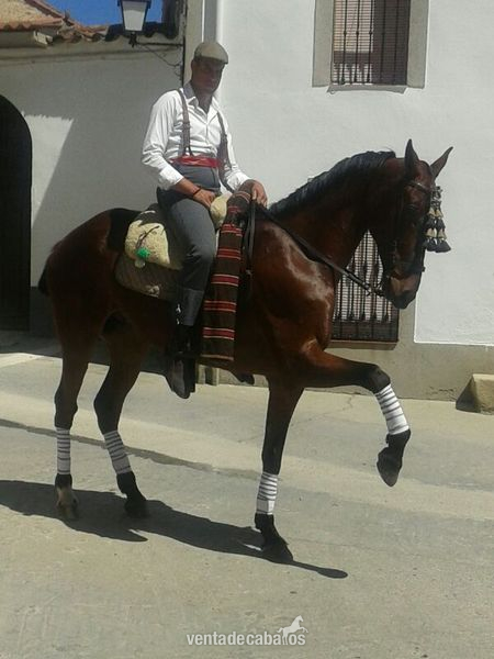 Se vende caballo kwpn in 