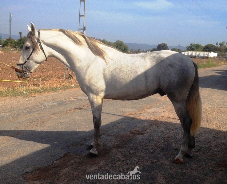 Caballos Pura Raza Española (P.R.E.) Pura Raza Española - Potro PRE con 4 años