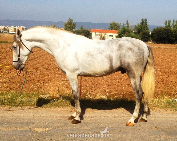 Potro PRE con 4 años - Caballos Pura Raza Española (P.R.E.) Pura Raza Española