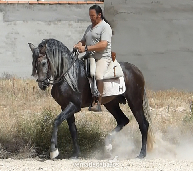 Caballos Pura Raza Española (P.R.E.) Pura Raza Española - Caballos, yeguas y potros
