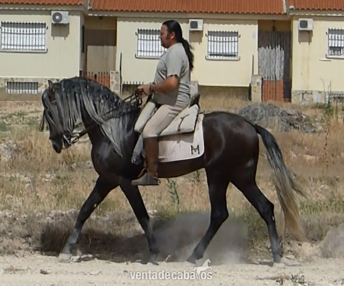 Caballos, yeguas y potros - Caballos Pura Raza Española (P.R.E.) Pura Raza Española