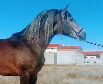 Caballos, yeguas y potros