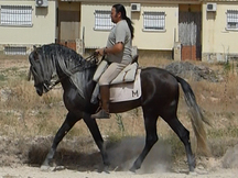 Caballos, yeguas y potros