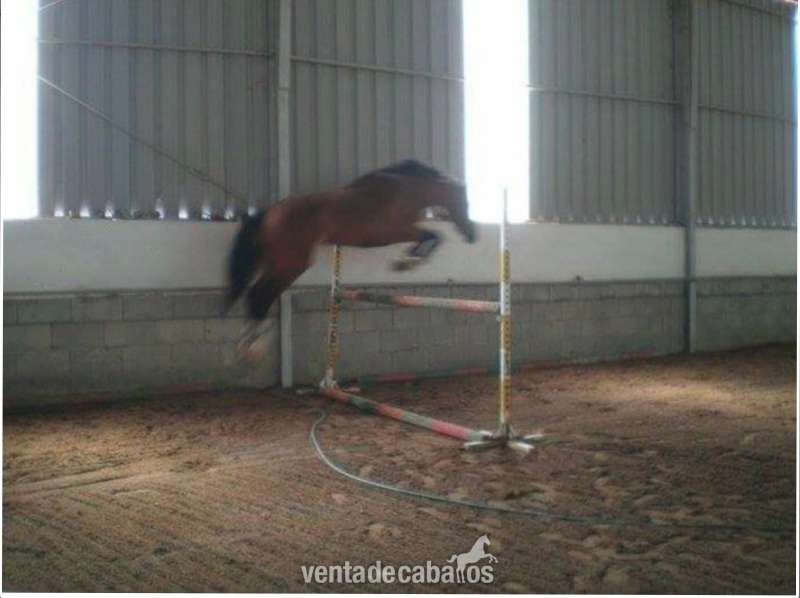 VENTA DE CABALLOS DE SALTO in 