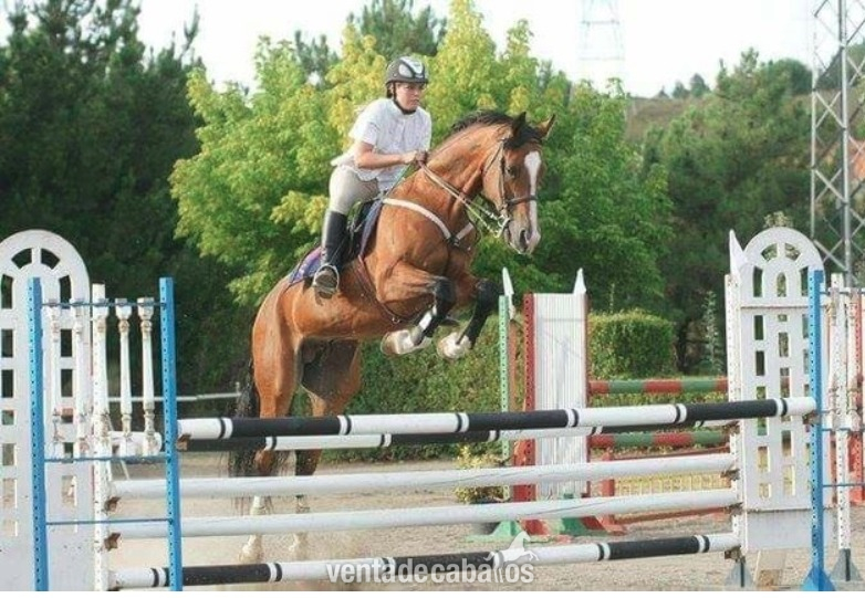 Caballo de Deporte Español (CDE)