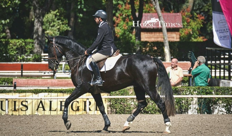 Caballo de Deporte Español (CDE) {TYPE}