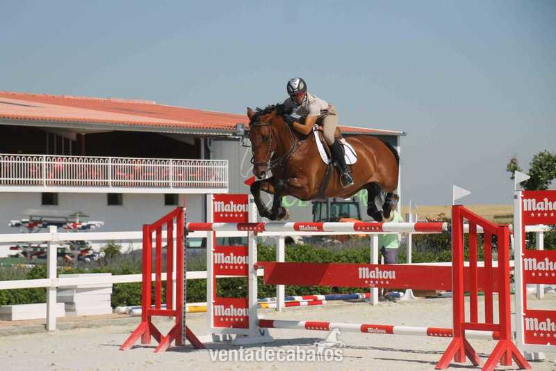 Caballos Capados Caballo de Deporte Español (CDE) - VENTA DE CABALLOS DE SALTO