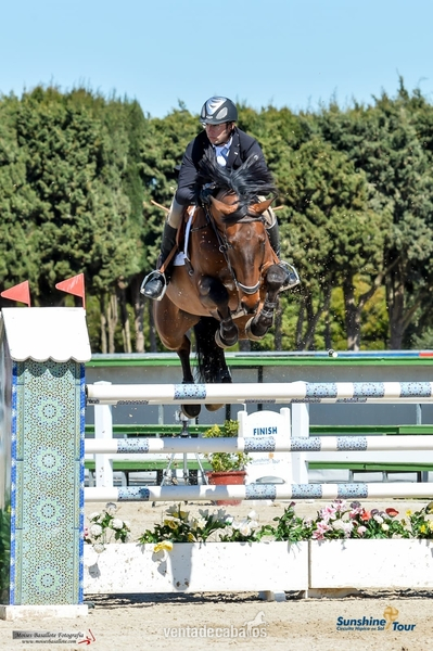 VENTA DE CABALLOS DE SALTO - Caballos Capados Caballo de Deporte Español (CDE)