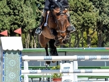 VENTA DE CABALLOS DE SALTO
