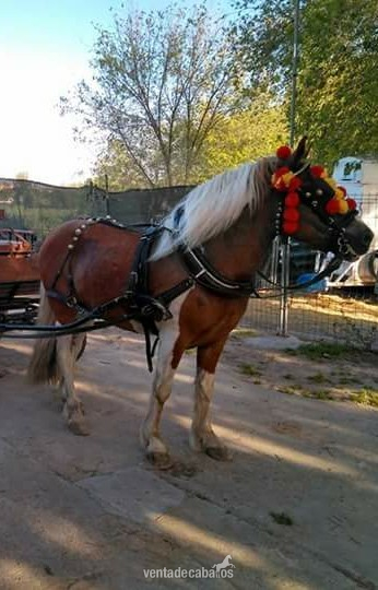 Caballos Capados Hispano A bretón - Hispano Bretón pio