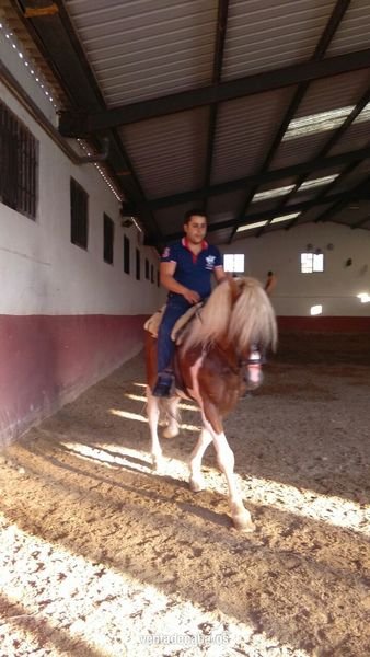 Hispano Bretón pio - Caballos Capados Hispano A bretón