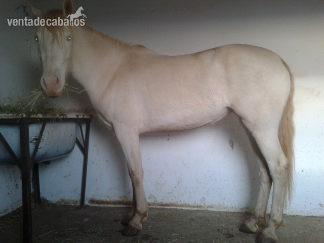 Vendo PRECIOSA YEGUA OJOS AZULES CRIN DORADA - Yeguas Otros