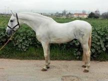 Caballo CDE, salto hipica