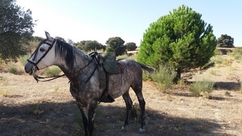 Vendo llegua hispano árabe