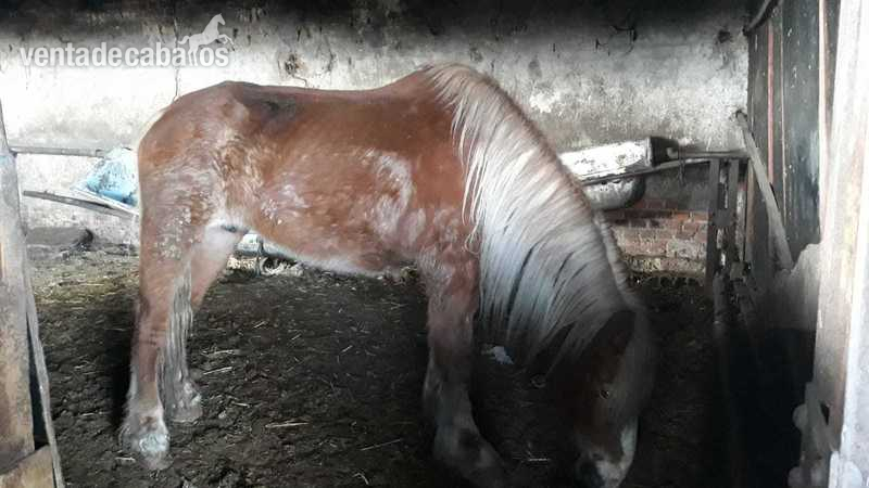 Bretón {TYPE}