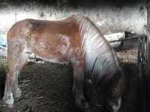 Bretona alazana careta ancha y fuerte y grande