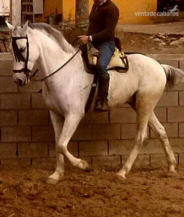 EN VENTA JACA CAMPERA CRUZADA EN SEVILLA in 