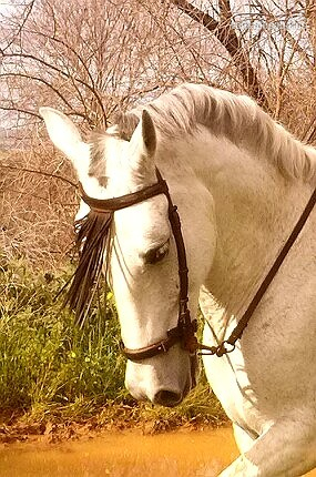 Cruzado {TYPE}