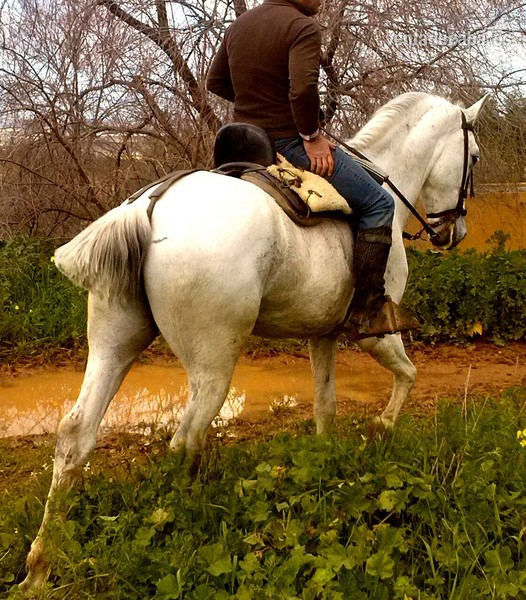 Caballos Capados Cruzado - EN VENTA JACA CAMPERA CRUZADA EN SEVILLA