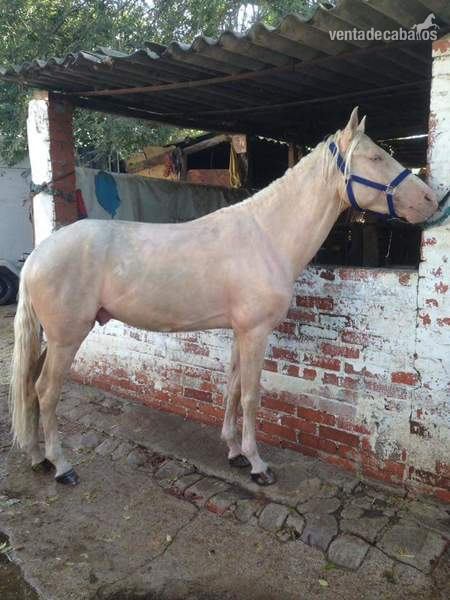 Lusoárabe albino del grupo especial careto y cuatralbo in 