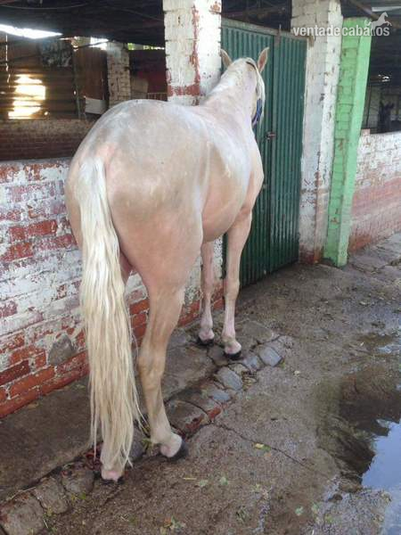 Lusoárabe albino