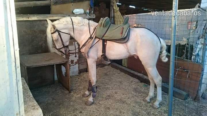 Lusoárabe albino {TYPE}