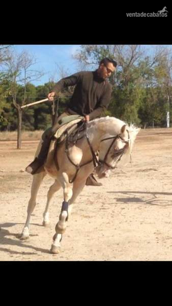 Caballos Enteros Lusoárabe albino - Lusoárabe albino del grupo especial careto y cuatralbo