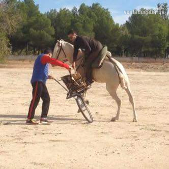 Lusoárabe albino del grupo especial careto y cuatralbo - Caballos Enteros Lusoárabe albino