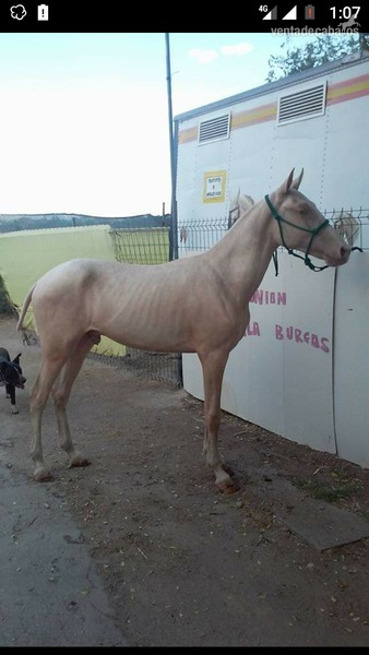 Lusoárabe albino del grupo especial careto y cuatralbo - Caballos Enteros