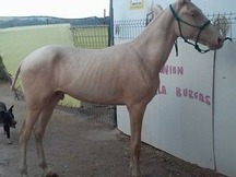 Lusoárabe albino del grupo especial careto y cuatralbo