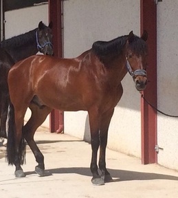 P.R.E. Doma y salto