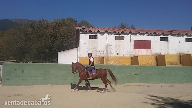 Luso-Arabe {TYPE}