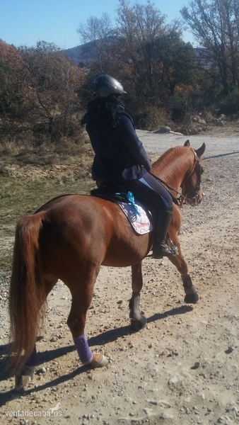 Caballos Capados Luso-Arabe - Luso - Arabe Castrado
