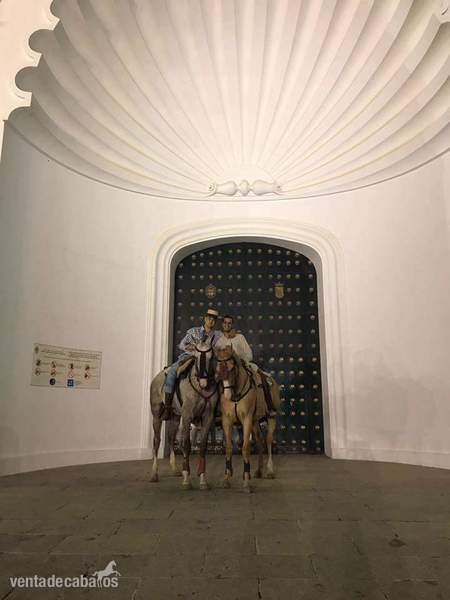 Angloluso cuarto de milla  perla grupo especial - Caballos Capados in 
