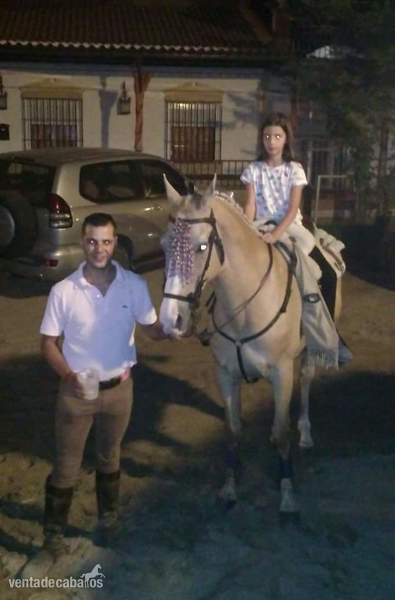 Angloluso cuarto de milla  perla grupo especial - Caballos Capados