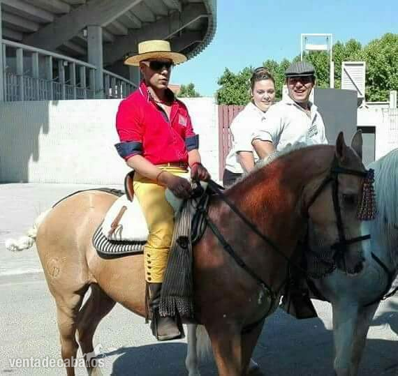Angloluso cuarto de milla  perla grupo especial - Caballos Capados Angloluso cuarto de milla