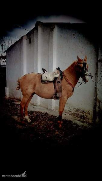 Angloluso cuarto de milla  perla grupo especial - Caballos Capados