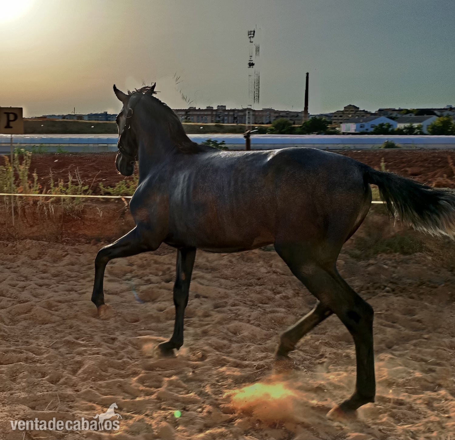 Caballos Pura Raza Española (P.R.E.) EMPTY - PRE TORDO 28 MESES