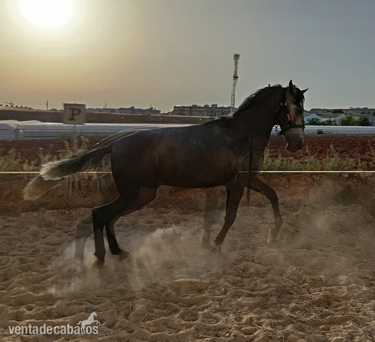PRE TORDO 28 MESES - Caballos Pura Raza Española (P.R.E.) EMPTY
