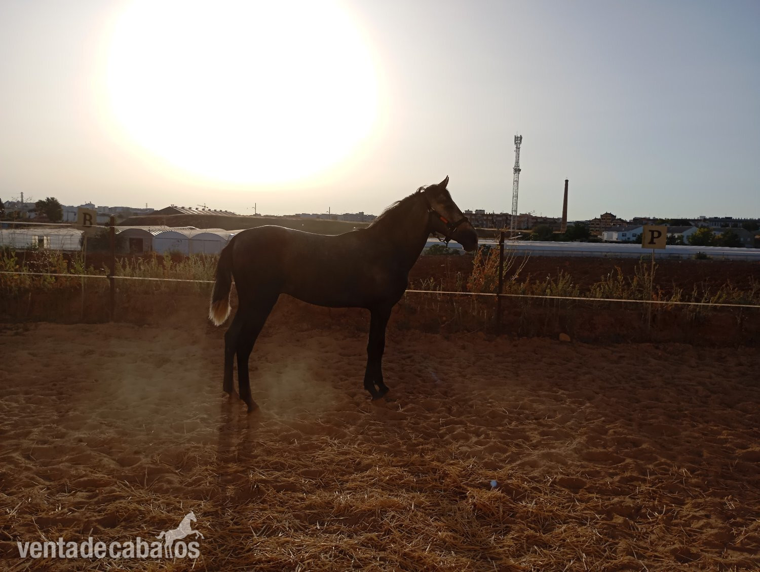PRE TORDO 28 MESES - EMPTY