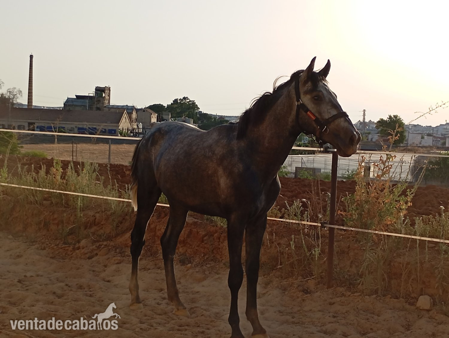 PRE TORDO 28 MESES - Caballos Pura Raza Española (P.R.E.)
