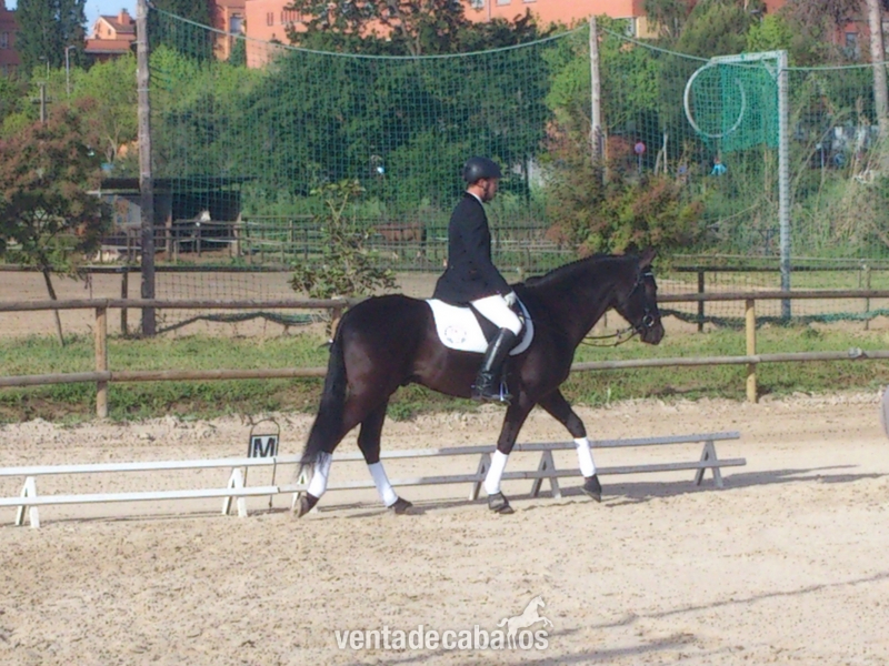 Caballo PRE negro en venta - Caballos Pura Raza Española (P.R.E.) in 