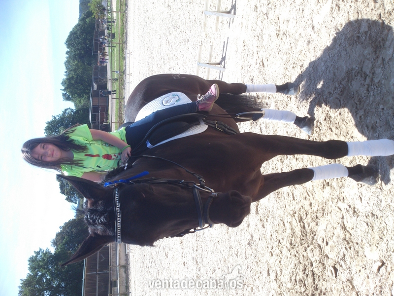 Caballo PRE negro en venta - Caballos Pura Raza Española (P.R.E.)
